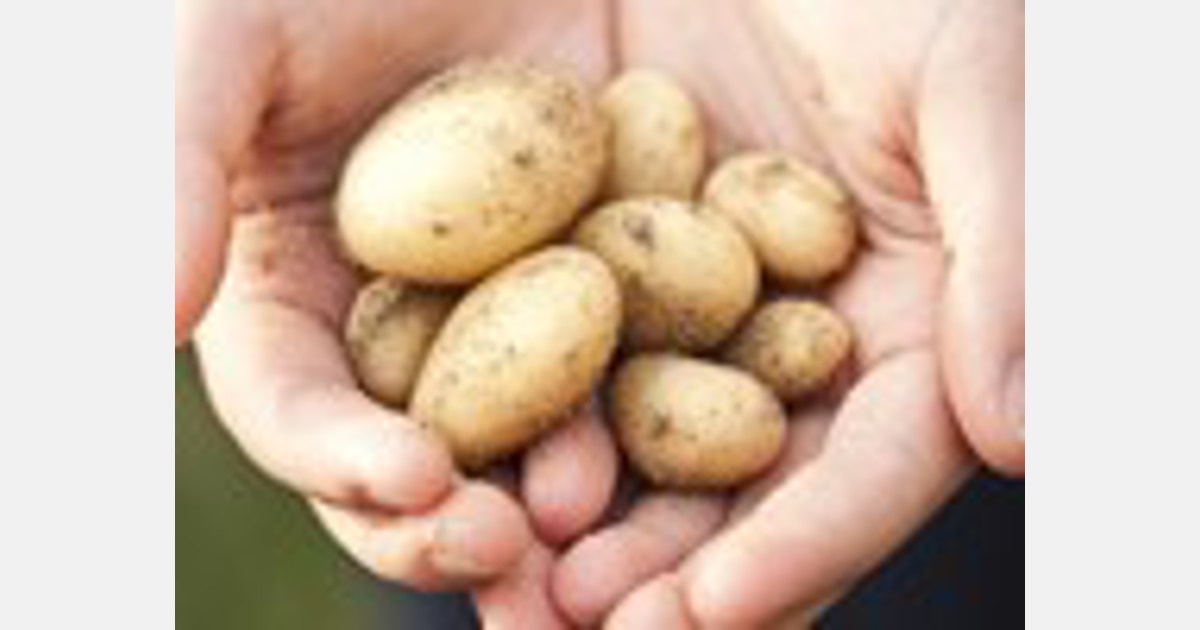 Potato industry short of workers but not potatoes - FreshPlaza.com