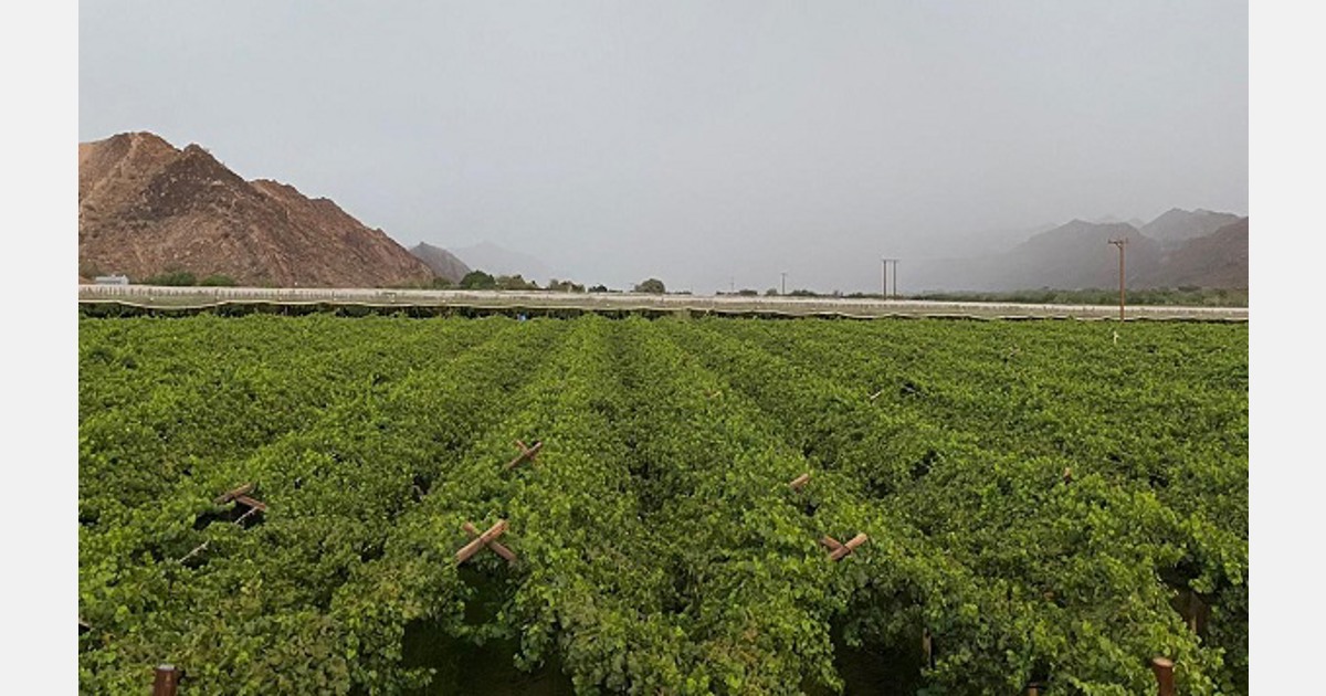 Heavy rain damages Orange River grape crop, while Western Cape is unaffected - FreshPlaza.com