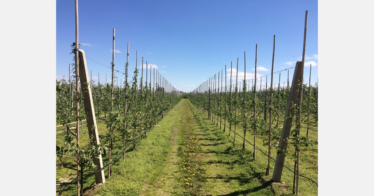 Dobra prognoza pogody w Polsce przełoży się na wyższe plony jabłek w tym sezonie Dobra prognoza pogody w Polsce przełoży się na wyższe plony jabłek w tym sezonie