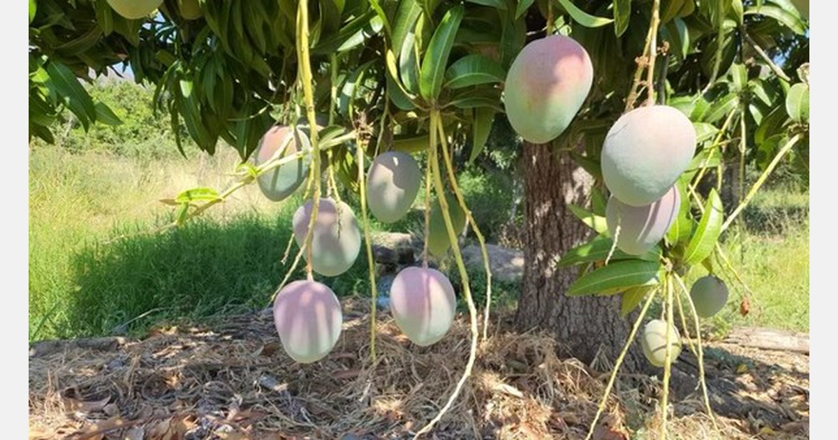 Altibajos durante la temporada mexicana del mango Altibajos durante la temporada mexicana del mango