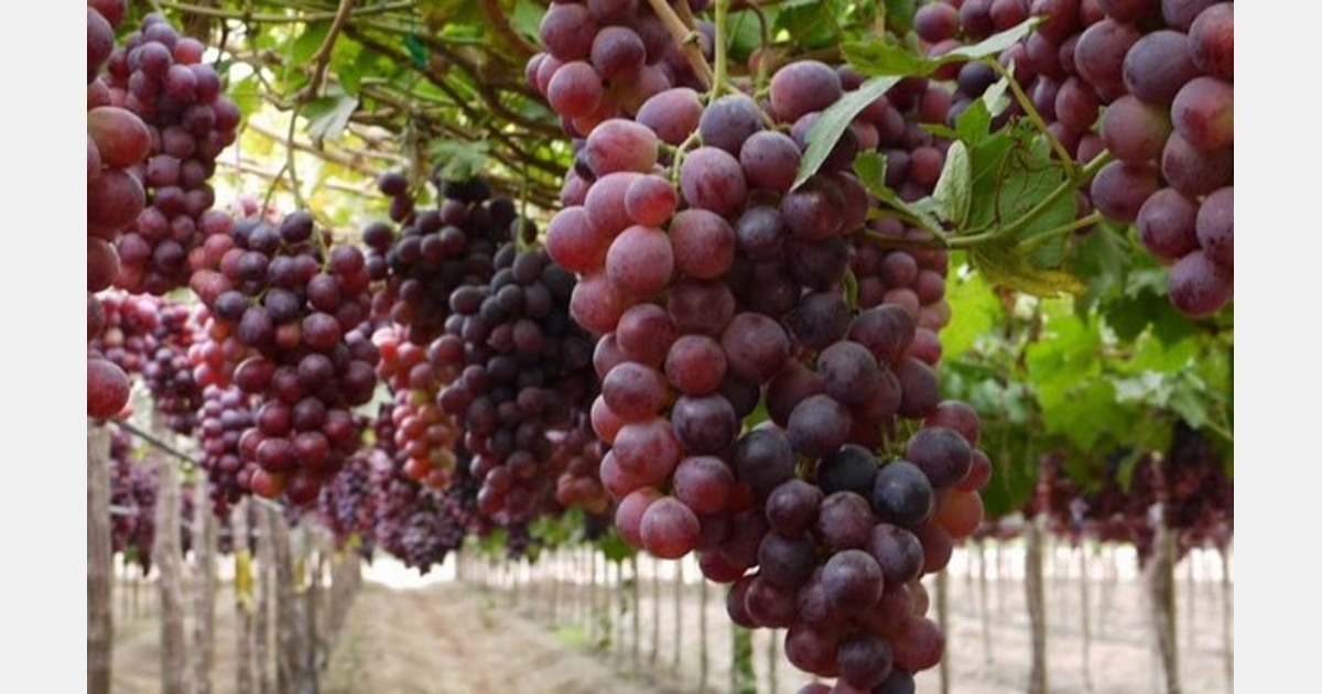 Chilean exports of protected grape varieties grow by 17% - FreshPlaza.com