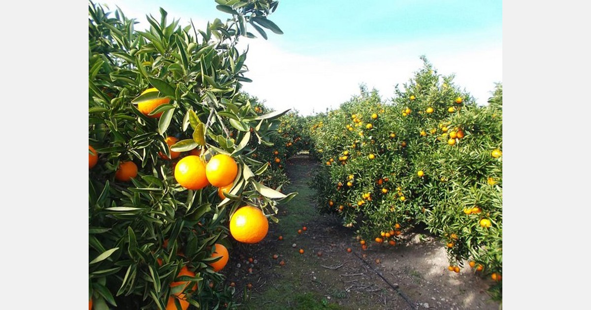 Spain's citrus sector saved 676 million liters of water