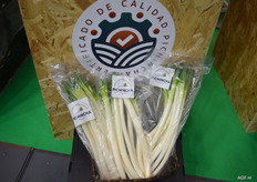 Not spring onions; long white onions from Pinchincha in Ecuador.