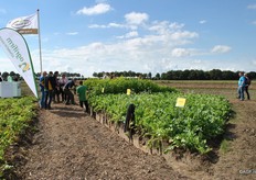 Top Quality Seeds is part of Agrifirm. They supply seeds to green fertilisers who have to make sure that the ground is back into good condition for the next cultivation.