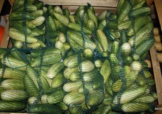 Besides Hermann Tomatoes there was also a grower who mainly sold small fat cucumbers.