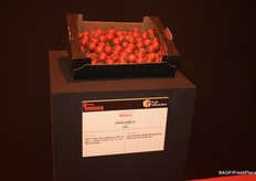 Syngenta Spanje introducing 'Nebula'.