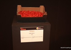 Seychelle of Syngenta