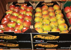 The new Q-Tee-pear from Fruithandel Wouters. Q-Tee is the new brand of the pear Celina with her red-blushed skin.