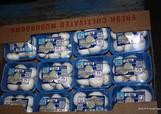 White mushrooms, here too in a blue tray