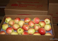 Apples from Pennsylvania