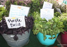 Purple basil