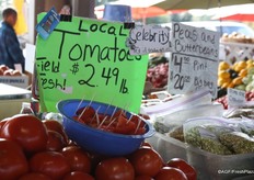 Tasting of local tomatoes