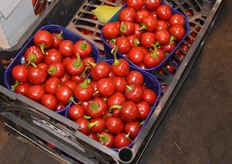 Hot, round peppers from Follina.