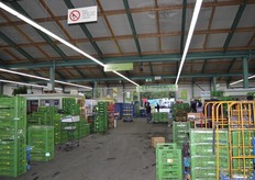 Several growers has a stand in the Gärtnerhalle.