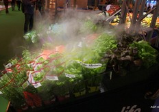 That makes the lettuce seem even fresher.