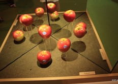 Shiny Kanzi presentation.