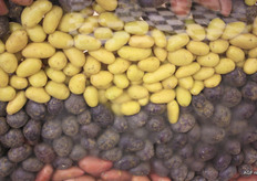 Baby potatoes are available in many shapes and sizes.