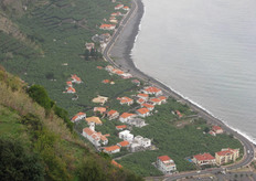 Bananas are grown up to about 300 meters. At higher altitudes it is too cold for bananas.