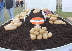 Potato varieties from KWS.