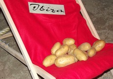 Ibiza is an early chip variety, but with length. This is often a difficult combination, but this variety meets the requirements. Cartagena is a table potato with a red peel, yellow flesh and it is crumbly. This meets the company’s need, Cartagena can be used in various sectors. The normal size of, for instance 40x65 is good for the small packaging. The larger sizes can be used for the export to, for instance, Eastern Europe. Other sizes can also be used in the processing industry.