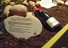 The Performer is one of the new arrivals. This chip variety is suitable for the British fish and chip shops and has a good Pallida resistance and tolerance.