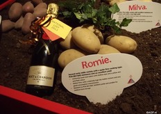 With the variety Romie, Agrico introduces a new solid cooking table variety, very suitable for the West European retail, with a good flavour and good presentation.