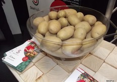Sultana, an early to mid-early variety, has wide distribution in the luxury segment as well as in the traditional markets, especially in the countries Spain and Italy. The potatoes are round-oval or oval of shape and can be very coarse. The colour of the peel is bright yellow, the flesh is light yellow. On Sultana’s leaflet is Erik Jongbloed, supermarket employee from Emmeloord, and he presents the Sultana in a consumers packaging.