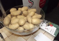 Vitalia, also an early to mid-early variety, is suitable for the fresh market in West and South-West Europe. Due to the clear and smooth peel Vitalia is suitable for the market for washed and packaged. The yield is high, with a large amount of large, long oval potatoes with light yellow flesh.
