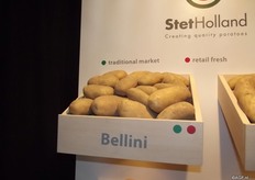 Early, fresh and far away are the word Jacques Vergroesen uses to describe the activities of Stet Holland. Stet Holland’s customers are primarily in the Middle East and Mediterranean Sea area. Their speciality is to limit themselves to a few countries. He says you start a relationship and build on it, by putting more time and effort in a company. Bellini is their biggest variety. It is productive and has a good yield. It can be compared with the Spunta, the Spunta is coarser. The Bellini is well accepted by the sales market and can be stored well.