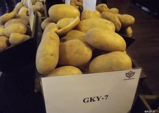 During the variety shows the five new varieties were presented, of which four are already on this year’s new variety list. Peter van Eerst talks about the variety below, saying that it is a very early variety with a good presentation in peel and colour. But it has a quite strong foliage for the countries with 90 to 100 days of cultivation. Only one thing is missing: the name. They are still searching for a suitable name for this variety.