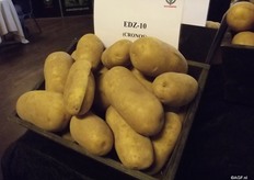 Cronos is a variety with chip quality, and a wide nematode resistance.