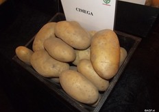 Cimega is the fourth variety on the variety list this year and is seen as an improvement of the Spunta in all aspects.