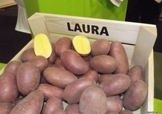 Europlant also has four organic varieties. It’s hard to develop a fully organic variety, as the variety then has to have a good natural resistance. Laura, Marabel and Jelly are three light, crumbly varieties. Allians is a solid cooking variety, mid-late to late.