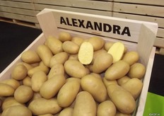 Jan Janse says that the French Ratte and Charlotte are real delicacy varieties. This is more of a marketing product for a certain niche market of consumers who want to pay more for the potato. Europlant has a few varieties that can match this. An example is Alexandera, a solid cooking yellow flesh delicacy. This variety has a lot of potatoes to a plant, but with a fine sorting. Another example is the Valery, a red peel delicacy variety.