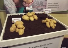 Bonna Terra’s organic varieties were also presented. Gerard Backx indicates that is still a relatively small market because they have to look for varieties with sufficient natural resistance.