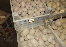 Rooster is a table potato and the number 1 in England. It’s an all-round potato that combines a good taste with a good yield. Rooster produces excellent chips and perfect for mashing and roasting.