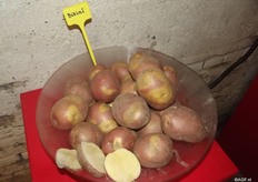 Consuming potatoes with peels is certainly a matter of taste, according to Wybe Kloppenburg. Eating starts with your eyes. Some varieties have better qualities for this than others. Rooster is an example of one where you can do it. You need a variety with a nice tight skin. The variety Bikini is a mix between red peel and yellow peel, which makes for an interesting effect.