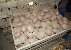 Wybe says that the consumer demands a perfect product, but that this doesn’t exist. You have to plan what the market will do beforehand, and grow a variety for it over 10 or so years time. Up until now IPM has mainly been focussed on table potatoes, but Wybe believes that flavour plays an important role in countries besides Holland. They want to move more towards chips and salad potatoes.