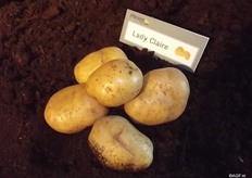 At C.Meijer they don’t really have a variety that can be compared to for instance the French Ratte. Johan explained that the French are very good at protecting products and the culture around them. At C.Meijer they want an affordable potato instead of luxury potato varieties.