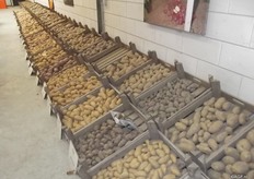 TPC is open to diversity because they are flexible. There are no guide lines they need to stick to. It is difficult to play into certain developments in the market because they can’t make large investments. They discuss a lot with the growers. If there is a possibility with the grower they will try different thinks. That’s why it’s good they have diversity within the connected growers.