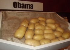 Obama, an early table potato which received it name four years ago, when Obama first became president. This potato has a good presentation and a good flavour. Selection company Kooij focuses of supplying good seedlings and the buyer decides what they want to do with them. But it is advised to take varieties with thin peels.