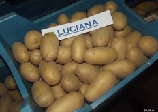 Luciana, a table potato with a very fine flavour. High yield with the perfect sorting for the supermarket, fruit and vegetable specialist and home sales. This variety has an above average yield and a nice smooth peel. Consuming with peel started in the chip segment with potato wedges with peel. Something that is also seen more and more are baby potatoes.