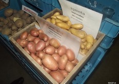 The luxury segment of the potato has been around for 100 years, says Lammert Buwalda. The purple truffle potatoes etc, are niche markets. The switch from crumbly to solid cooking has also been noticed by Lammert. The older generation still prefers crumbly potatoes. The switch in the younger generations is partially due to Nicola.