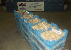 Lammert says they have been focussing on the starch potatoes for a year and a half. It’s a completely different way of working. The potato varieties have a high starch level and high resistance to all kinds of diseases. You have different demands for this sector. Yet they still presented six new potato varieties. “You need to know the market you will be selling in to select new numbers.”