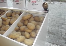 Bram spoke about two varieties. First, the variety Actrice, an early consumption potato. It is a coarse growing variety, with a high yield and a smooth peel. This variety does well in Holland, and in terms of export in France, Italy and Spain, among others. A variety for eating with the peel on is not specially sought after. Bram is of the opinion that early potatoes can be eaten with the peel.