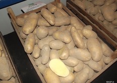 The chip sector consists of three departments, among which fast food. One of the most well-known varieties is their Zorba with white-yellow flesh. For fresh chips Pieter recommends the variety Agria. For frozen chips many more varieties can be used. This is an easier branch and often contains the cheaper varieties. The sales of chips is much higher now, compared to two years ago when there was surplus. This is, for instance, due to Asia being a new sales market which takes a lot for the fast food shops which are being opened daily.