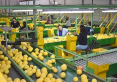 The workers in the back manually check the grapefruit that are not in the right size or shape and slipped through the sorting line