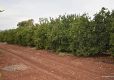 An orchard of Orri
