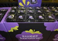 Sweet Karoline blackberries.