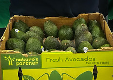 Giumarra had some late season California avocados on display.